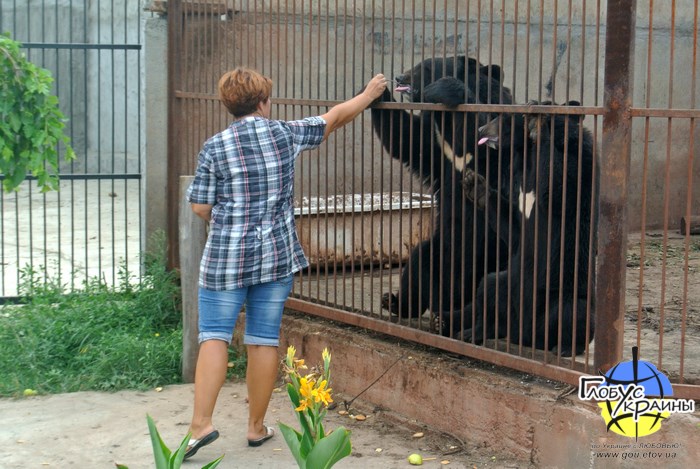 васильевка зоопарк пылышенко гималайские медведи